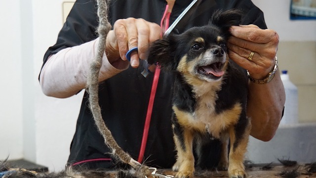 犬のトリミング