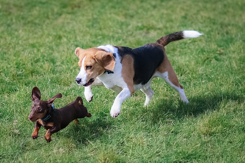 走るビーグル