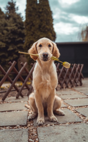 犬　しつけ