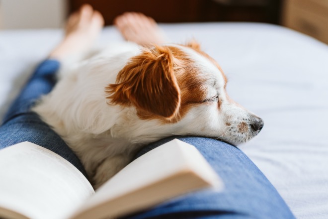 犬　飼い主の上