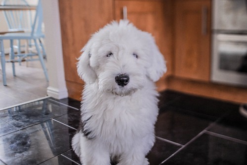 オールドイングリッシュシープドッグ　子犬