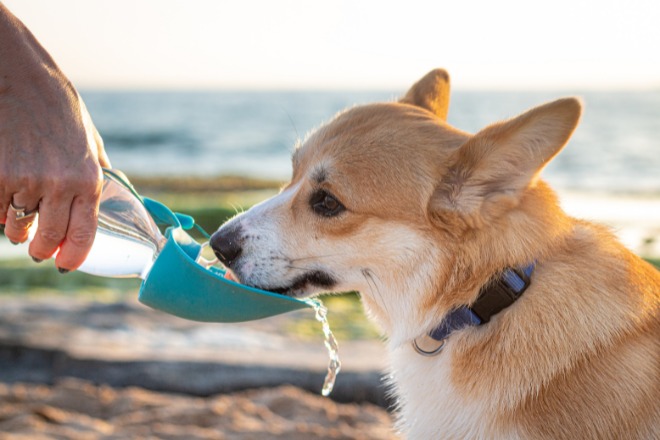 犬　スポーツドリンク