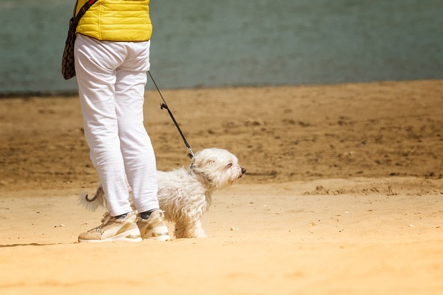 犬の散歩