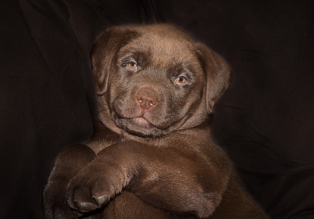 ラブラドールレトリバー　子犬