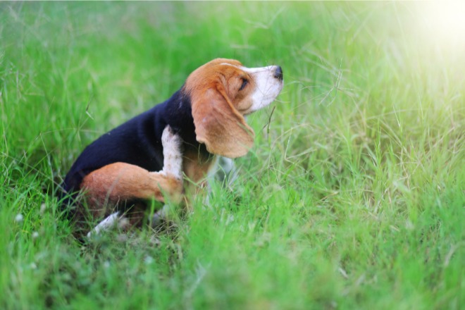 犬　ダニ