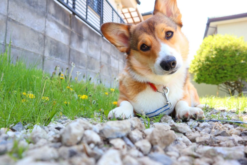 犬にニキビはできるのか