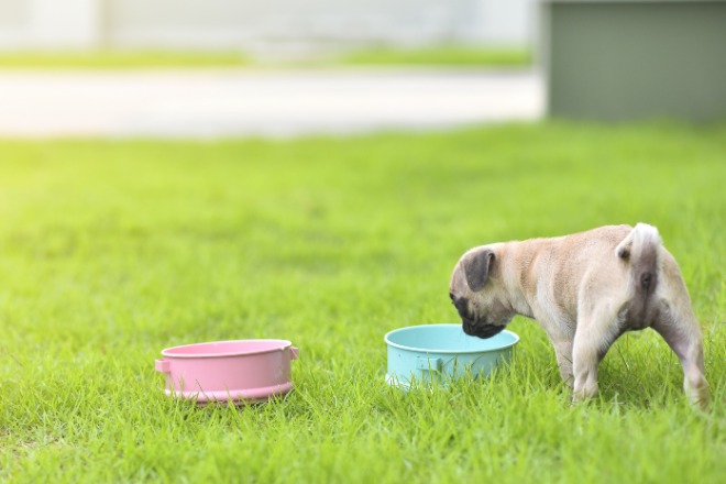 パグ　子犬