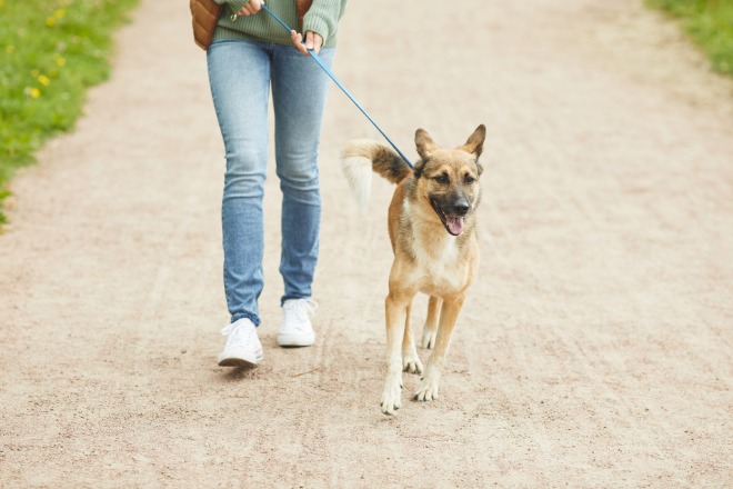 子犬　散歩