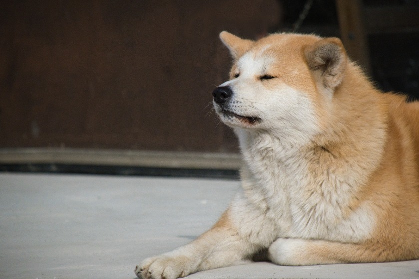 秋田犬