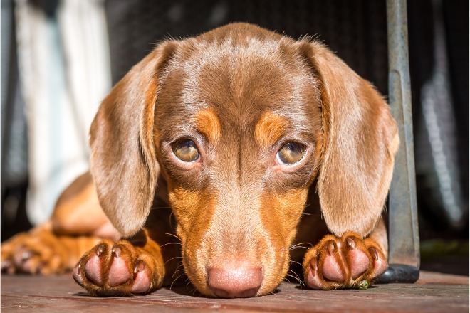 ミニチュアダックスフンド　伏せ　子犬