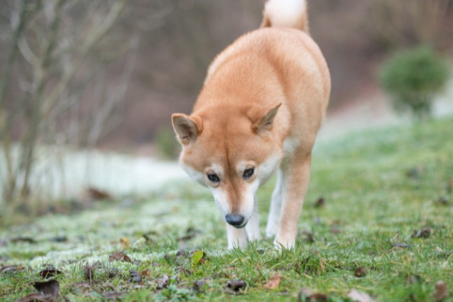 柴犬