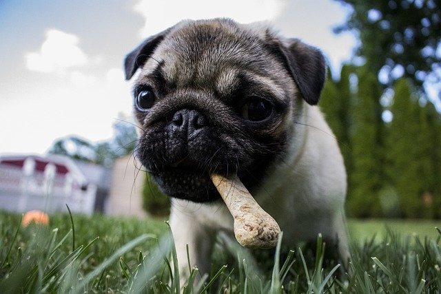 犬のおやつ