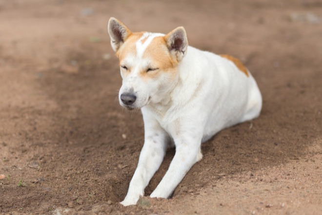 寝ている犬