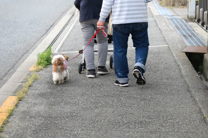 散歩中の犬