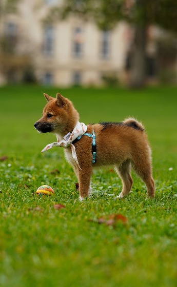 秋田犬　子犬