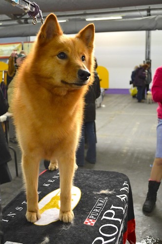 Finnish Spitz