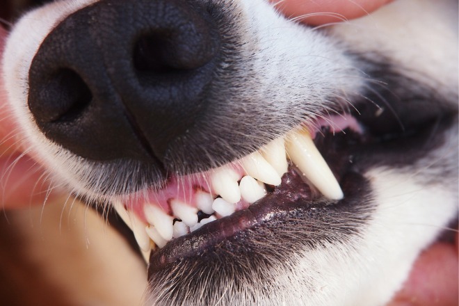 犬の歯