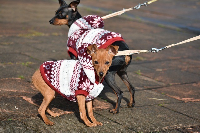 犬の服