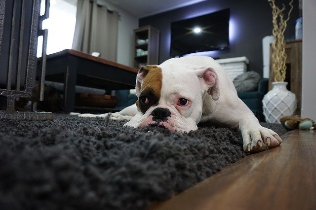 犬が散歩で歩かない理由と対処法【外にさえ行きたがらない場合】