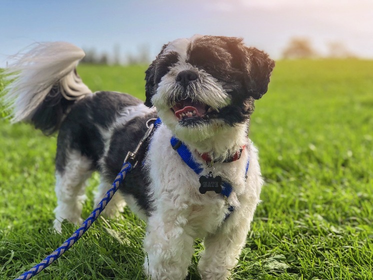 犬の首輪