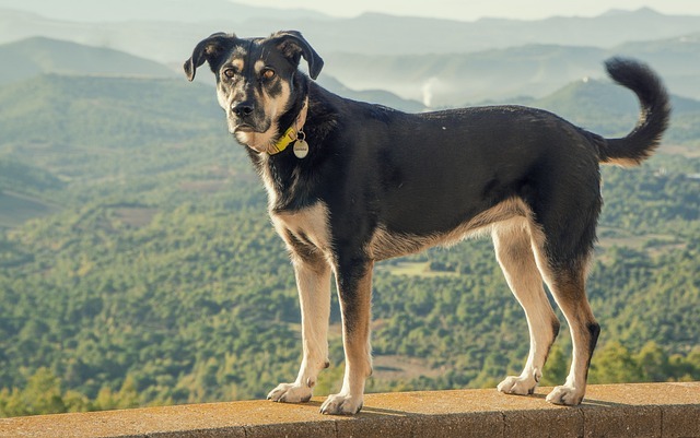 犬　大型