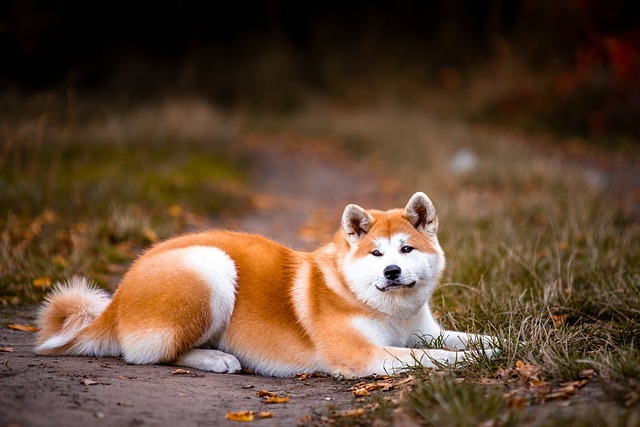 秋田犬