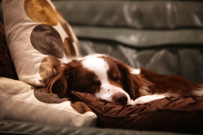 犬