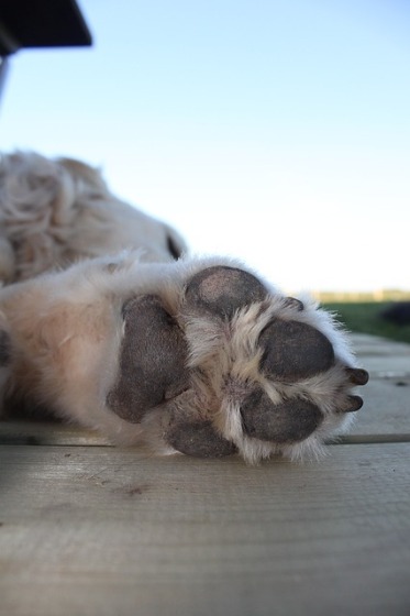 犬の肉球