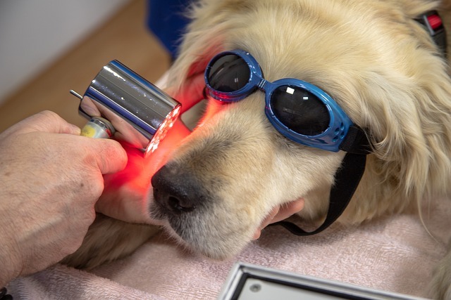 歯の治療を受ける犬