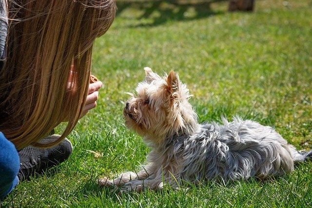 しつけをされる犬