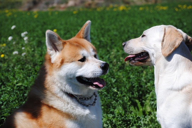 秋田犬