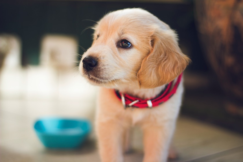 犬が全身シャンプーを嫌がるときの対処法