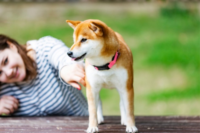 子犬　散歩