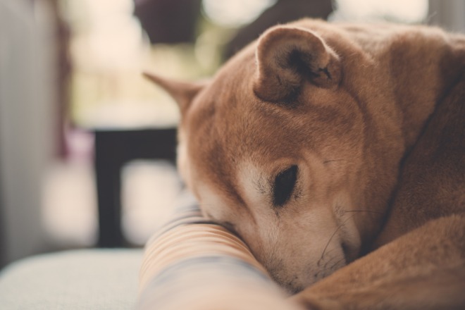 犬　認知症