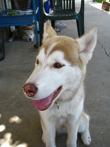 シベリアンハスキー　子犬