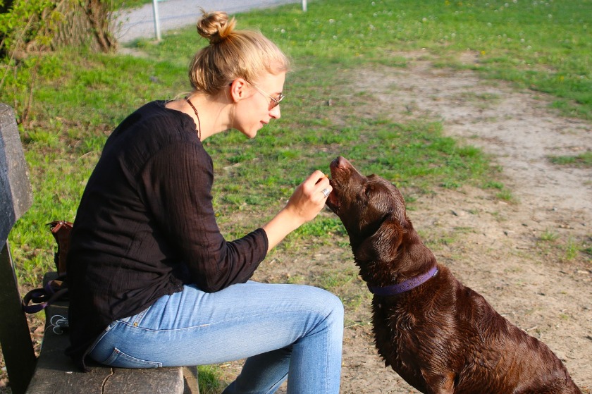 犬におやつを与える女性