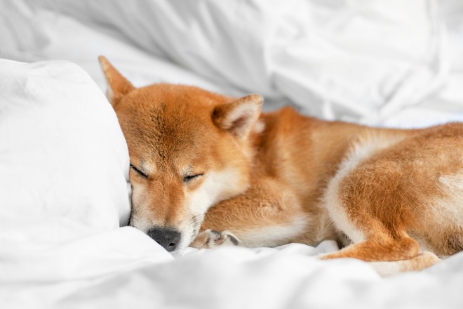 柴犬　睡眠時間