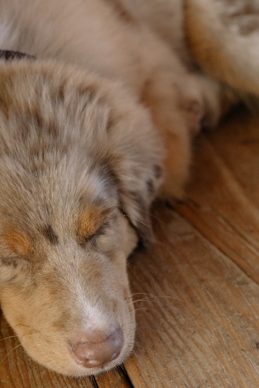 寝ている犬