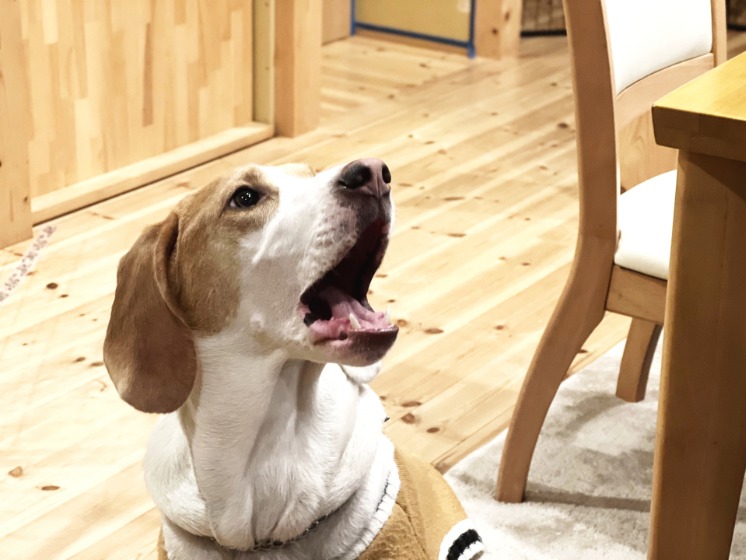 食卓の近くで吠える犬