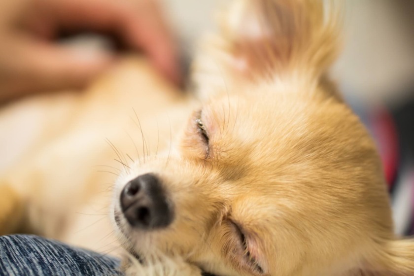 幸せそうな犬