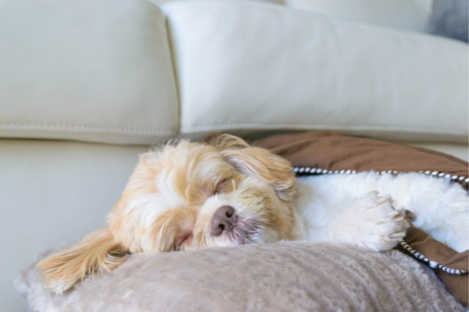 犬
