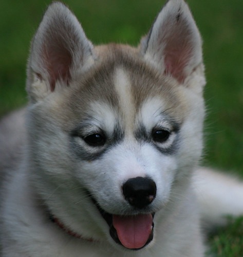 シベリアンハスキー　子犬