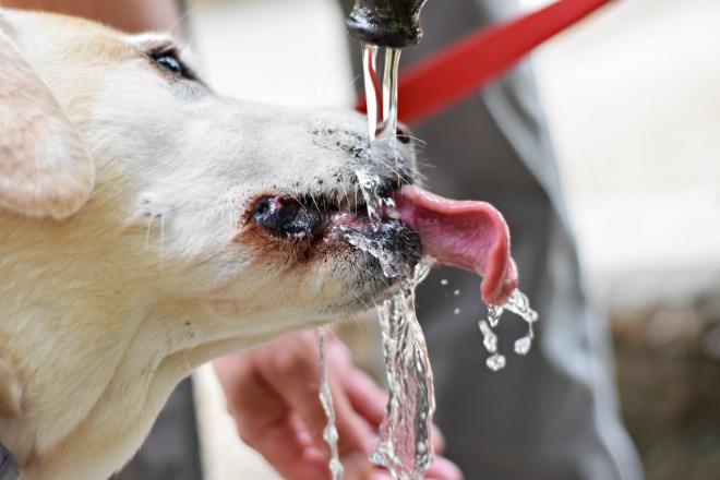 犬　水道水