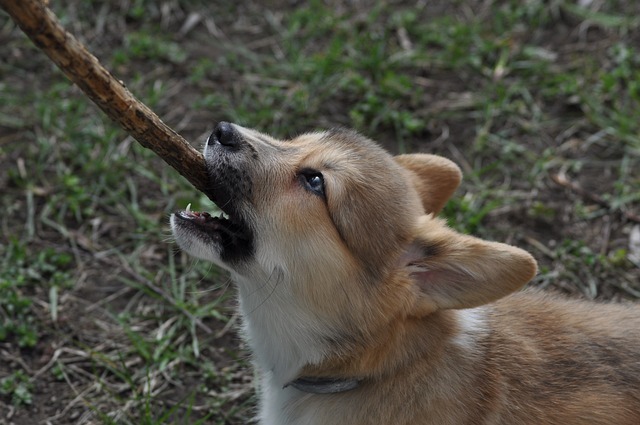 枝　齧る　犬