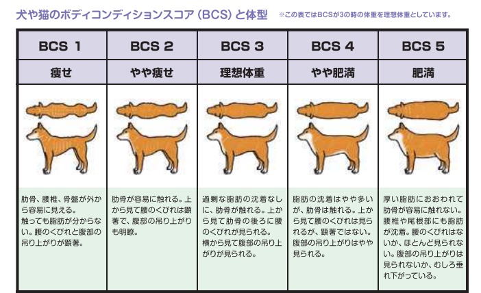 ボディコンディションスコア