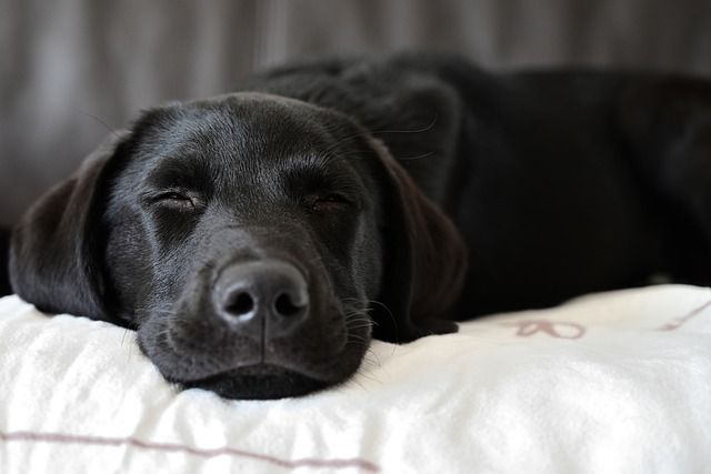 寝ている犬