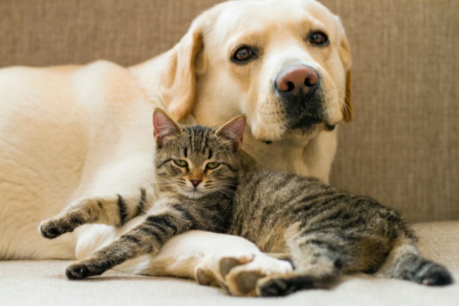 犬と猫