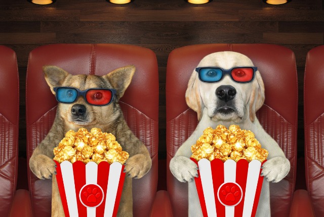 犬 映画鑑賞