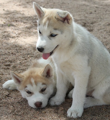 シベリアンハスキーの子犬