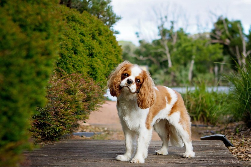 犬が散歩中に排泄をしたくなったら